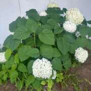 ヒメ日記 2025/07/15 10:06 投稿 いちか 素人妻御奉仕倶楽部Hip's松戸店