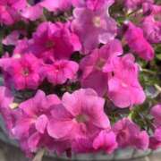 ヒメ日記 2025/07/21 09:26 投稿 いちか 素人妻御奉仕倶楽部Hip's松戸店