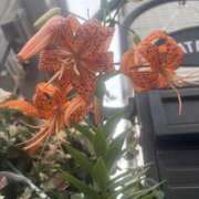 ヒメ日記 2025/07/22 10:06 投稿 いちか 素人妻御奉仕倶楽部Hip's松戸店