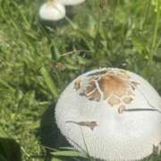 ヒメ日記 2025/07/24 09:56 投稿 いちか 素人妻御奉仕倶楽部Hip's松戸店