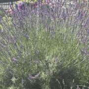 ヒメ日記 2025/07/25 10:16 投稿 いちか 素人妻御奉仕倶楽部Hip's松戸店