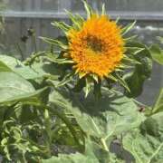 ヒメ日記 2025/07/27 09:36 投稿 いちか 素人妻御奉仕倶楽部Hip's松戸店