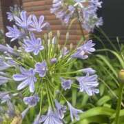 ヒメ日記 2025/07/27 12:16 投稿 いちか 素人妻御奉仕倶楽部Hip's松戸店