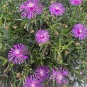 ヒメ日記 2025/08/01 10:16 投稿 いちか 素人妻御奉仕倶楽部Hip's松戸店