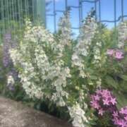 ヒメ日記 2025/08/06 10:06 投稿 いちか 素人妻御奉仕倶楽部Hip's松戸店