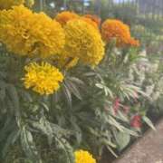 ヒメ日記 2025/08/07 11:00 投稿 いちか 素人妻御奉仕倶楽部Hip's松戸店