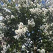 ヒメ日記 2025/08/08 11:36 投稿 いちか 素人妻御奉仕倶楽部Hip's松戸店