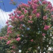 ヒメ日記 2025/08/09 10:07 投稿 いちか 素人妻御奉仕倶楽部Hip's松戸店