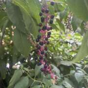 ヒメ日記 2025/08/11 09:57 投稿 いちか 素人妻御奉仕倶楽部Hip's松戸店