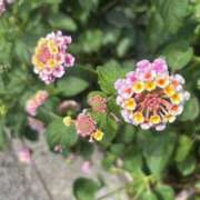 ヒメ日記 2025/08/15 10:17 投稿 いちか 素人妻御奉仕倶楽部Hip's松戸店