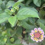 ヒメ日記 2025/08/27 10:37 投稿 いちか 素人妻御奉仕倶楽部Hip's松戸店