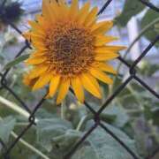 ヒメ日記 2025/08/28 10:07 投稿 いちか 素人妻御奉仕倶楽部Hip's松戸店