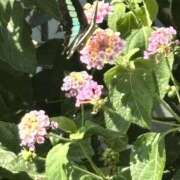 ヒメ日記 2025/09/01 10:59 投稿 いちか 素人妻御奉仕倶楽部Hip's松戸店