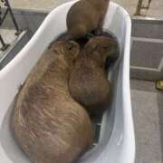 ヒメ日記 2025/09/04 15:09 投稿 いちか 素人妻御奉仕倶楽部Hip's松戸店