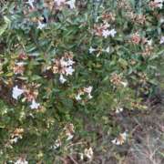 ヒメ日記 2025/09/05 10:02 投稿 いちか 素人妻御奉仕倶楽部Hip's松戸店