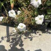 ヒメ日記 2025/09/12 10:44 投稿 いちか 素人妻御奉仕倶楽部Hip's松戸店