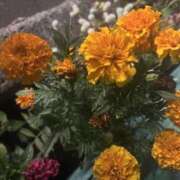 ヒメ日記 2025/09/23 10:29 投稿 いちか 素人妻御奉仕倶楽部Hip's松戸店