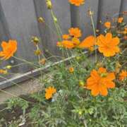 ヒメ日記 2025/11/22 10:09 投稿 いちか 素人妻御奉仕倶楽部Hip's松戸店