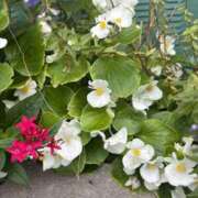 ヒメ日記 2025/11/22 14:49 投稿 いちか 素人妻御奉仕倶楽部Hip's松戸店