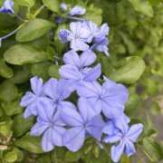 ヒメ日記 2025/11/24 10:29 投稿 いちか 素人妻御奉仕倶楽部Hip's松戸店