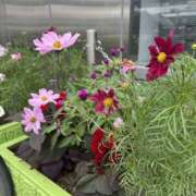 ヒメ日記 2025/12/03 10:39 投稿 いちか 素人妻御奉仕倶楽部Hip's松戸店