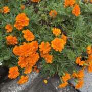 ヒメ日記 2025/12/04 12:01 投稿 いちか 素人妻御奉仕倶楽部Hip's松戸店