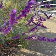 ヒメ日記 2025/12/15 11:29 投稿 いちか 素人妻御奉仕倶楽部Hip's松戸店