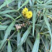 ヒメ日記 2025/12/26 10:19 投稿 いちか 素人妻御奉仕倶楽部Hip's松戸店