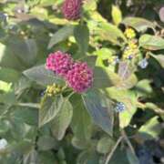 ヒメ日記 2026/01/09 10:29 投稿 いちか 素人妻御奉仕倶楽部Hip's松戸店