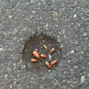 ヒメ日記 2026/01/23 10:39 投稿 いちか 素人妻御奉仕倶楽部Hip's松戸店