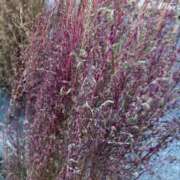 ヒメ日記 2026/01/28 10:29 投稿 いちか 素人妻御奉仕倶楽部Hip's松戸店