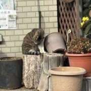 ヒメ日記 2026/01/29 09:29 投稿 いちか 素人妻御奉仕倶楽部Hip's松戸店