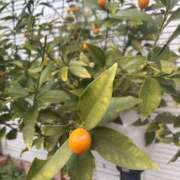 ヒメ日記 2026/03/11 10:42 投稿 いちか 素人妻御奉仕倶楽部Hip's松戸店