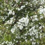 ヒメ日記 2026/03/25 10:19 投稿 いちか 素人妻御奉仕倶楽部Hip's松戸店