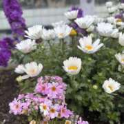 ヒメ日記 2026/03/26 16:49 投稿 いちか 素人妻御奉仕倶楽部Hip's松戸店