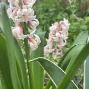 ヒメ日記 2026/04/13 12:39 投稿 いちか 素人妻御奉仕倶楽部Hip's松戸店