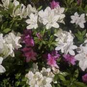 いちか 御礼日記＊SZKさま 素人妻御奉仕倶楽部Hip's松戸店