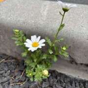 ヒメ日記 2026/04/20 10:09 投稿 いちか 素人妻御奉仕倶楽部Hip's松戸店