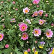 ヒメ日記 2026/04/25 16:03 投稿 いちか 素人妻御奉仕倶楽部Hip's松戸店