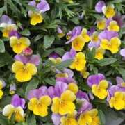 ヒメ日記 2026/04/25 22:39 投稿 いちか 素人妻御奉仕倶楽部Hip's松戸店