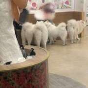 ヒメ日記 2026/05/20 10:16 投稿 いちか 素人妻御奉仕倶楽部Hip's松戸店