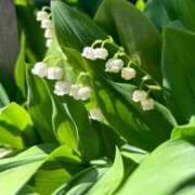 ヒメ日記 2025/05/01 00:16 投稿 ももえ 奥様の実話 谷九店