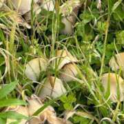 ヒメ日記 2025/05/12 21:25 投稿 ももえ 奥様の実話 谷九店