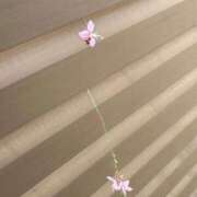 ヒメ日記 2025/07/28 07:49 投稿 ももえ 奥様の実話 谷九店