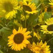 ヒメ日記 2025/08/01 15:58 投稿 ももえ 奥様の実話 谷九店