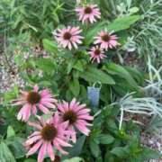 ヒメ日記 2025/08/17 07:38 投稿 ももえ 奥様の実話 谷九店