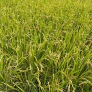 ヒメ日記 2025/09/20 15:42 投稿 ももえ 奥様の実話 谷九店