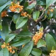 ヒメ日記 2025/11/02 10:35 投稿 ももえ 奥様の実話 谷九店