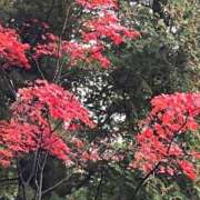 ヒメ日記 2025/12/03 08:03 投稿 ももえ 奥様の実話 谷九店