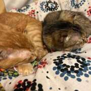 ももえ 1月後半出勤予定 奥様の実話 谷九店